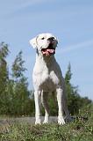 DOGUE ARGENTIN 009